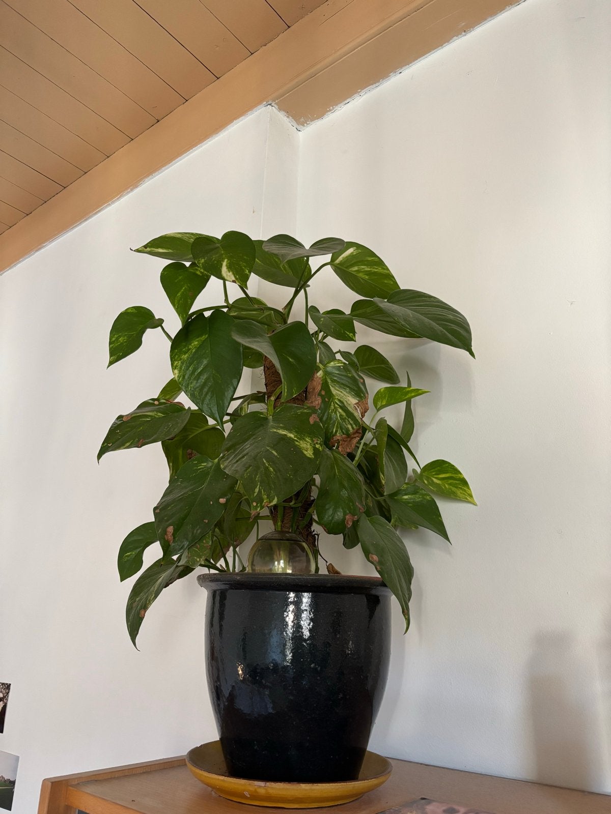 Gouden Pothos (Epipremnum aureum) - Duivelsklimop, Huis en Inrichting, Kamerplanten, Ophalen, Overige soorten, Halfschaduw, In pot