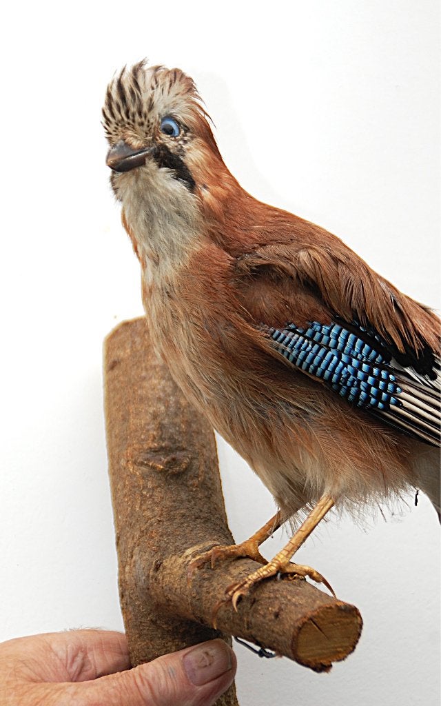 opgezette vogel, Ophalen of Verzenden, Zo goed als nieuw, Vogel, Opgezet dier