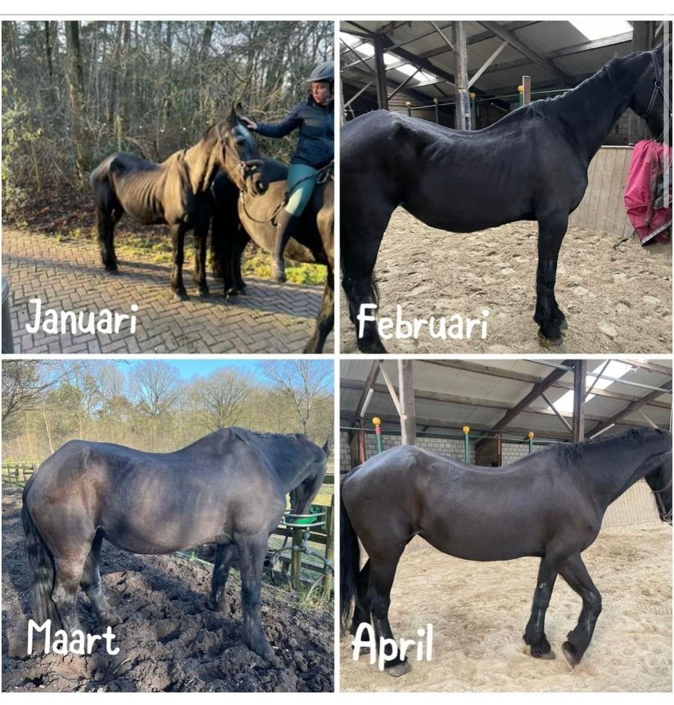 Centropix kloud., Dieren en Toebehoren, Paarden en Pony's | Overige Paardenspullen, Overige soorten, Verzenden