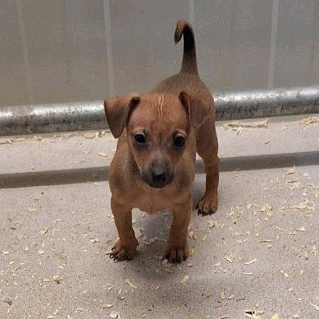 zeer kleine Jack Russel x pincher pups 
€ 850,00
https://lin, België, Particulier, Jack Russell Terriër, CDV (hondenziekte)