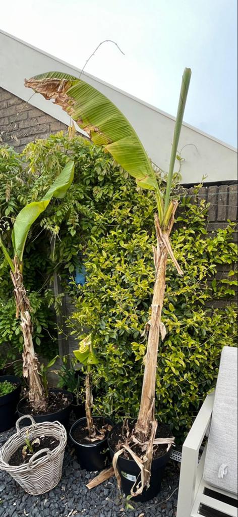 Bananenplanten (Musa Basjoo) - Winterhard, Overige soorten, Volle zon, Vaste plant, Ophalen of Verzenden
