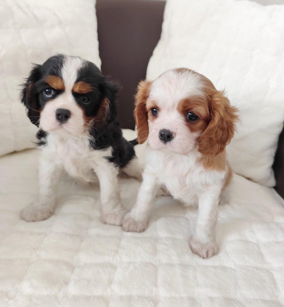 Cavalier King Charles spaniel pup, België, 15 weken tot 1 jaar, Parvo, Meerdere