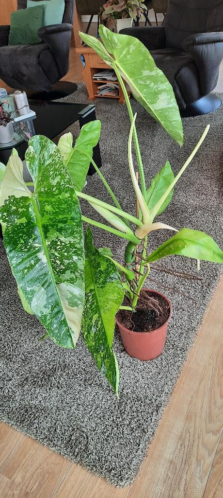 Philodendron Jose Bueno, Ophalen, Halfschaduw, Minder dan 100 cm