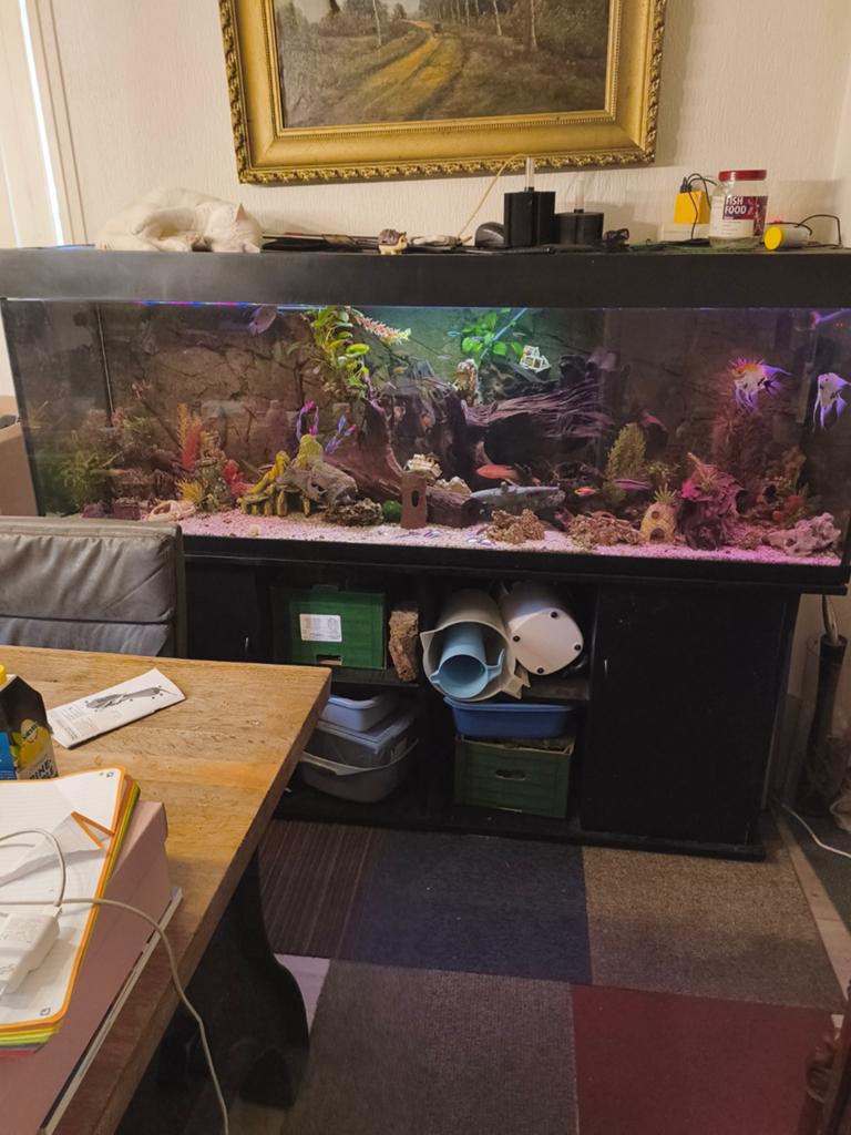 Aquarium 180cm, Dieren en Toebehoren, Vissen | Aquaria en Toebehoren, Ophalen of Verzenden, Gevuld zoetwateraquarium