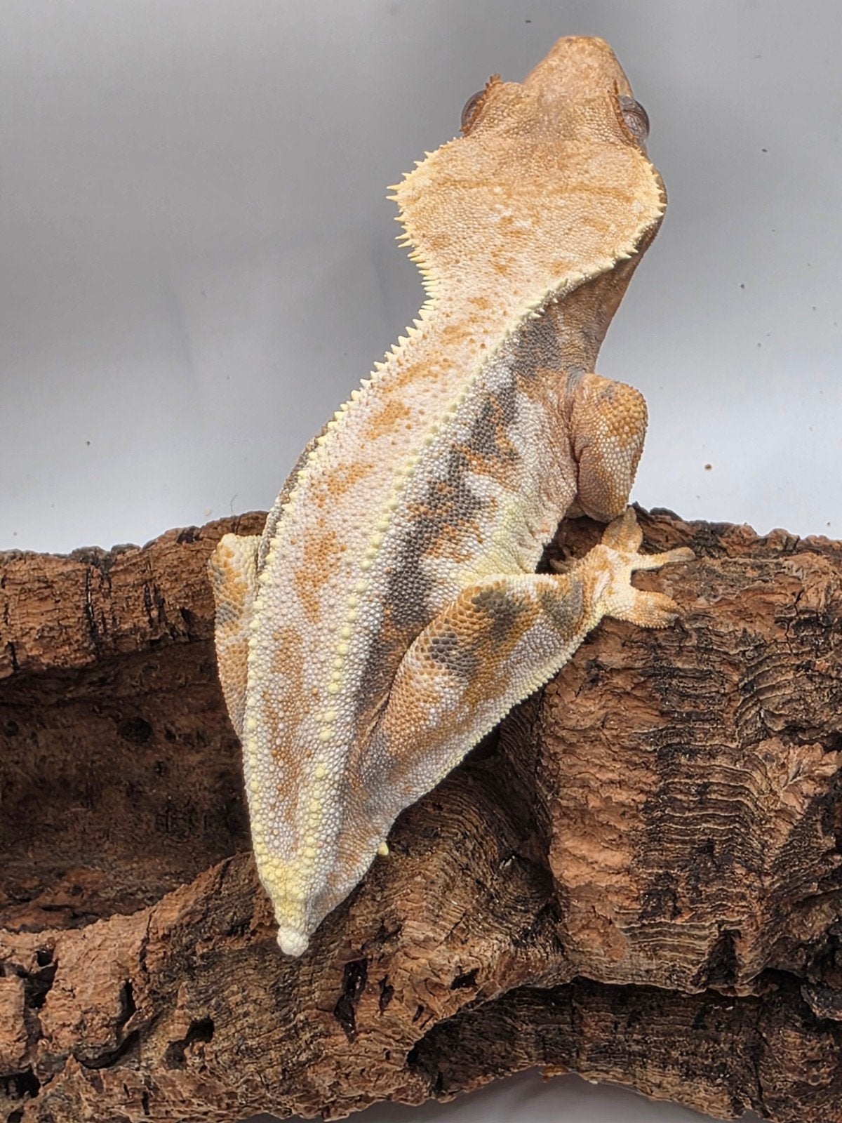 crested gecko- Correlophus ciliatus- wimpergekko, Dieren en Toebehoren, Hagedis, Tam, 0 tot 2 jaar