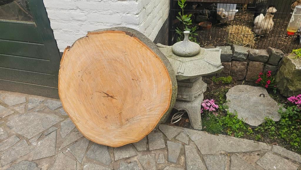 Hardhouten stam / tafelblad met schors beukenhout boomschijf, Minder dan 25 mm, Ophalen of Verzenden, Plank, Minder dan 200 cm
