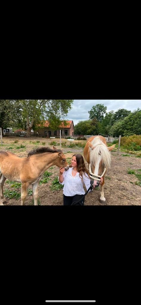 Verzorg/lease paard gezocht, Dieren en Toebehoren, Paarden en Pony's | Overige Paardenspullen, Ophalen of Verzenden, Zo goed als nieuw