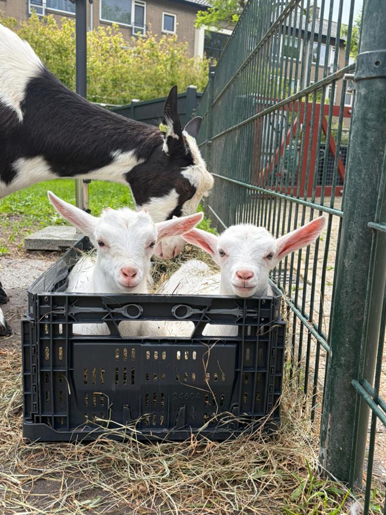 Witte melkgeit bok, Dieren en Toebehoren, Mannelijk, Geit, 0 tot 2 jaar