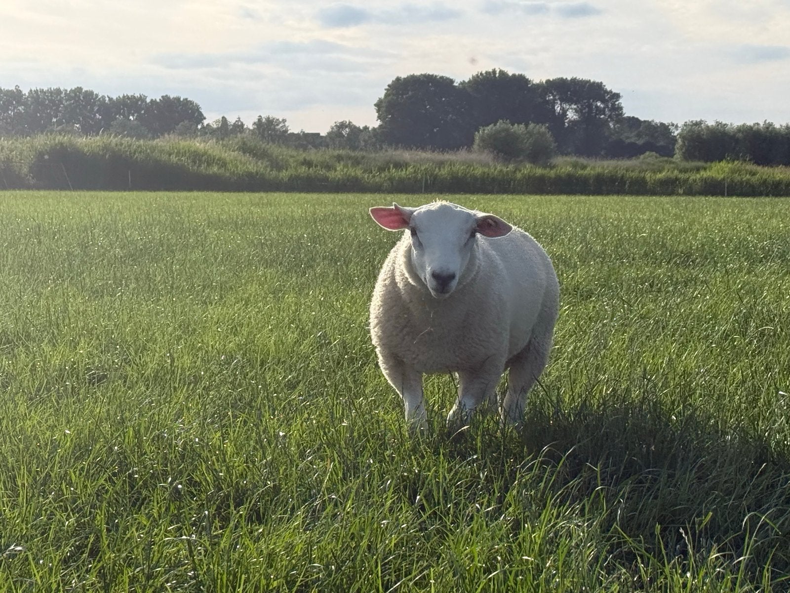 Dekram, Mannelijk, Schaap