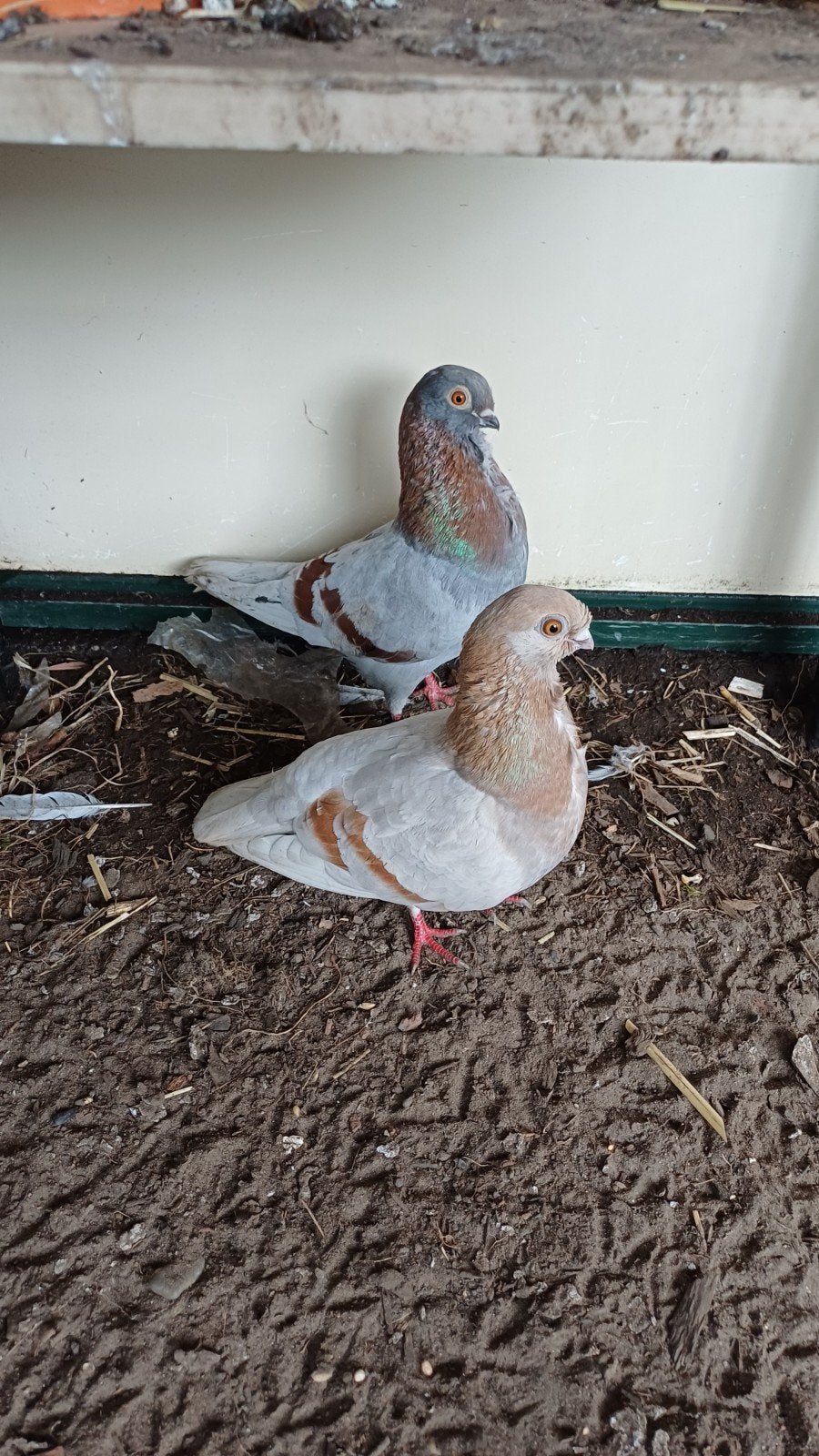 2 kweekkoppels figurita valencia met een jonge duif, Meerdere dieren, Eend