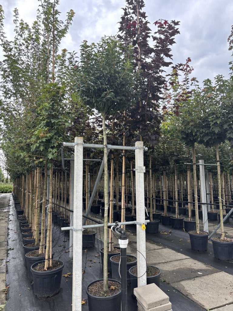 Prunus lusitanica ‘Angustifolia’ – Bolprunus 220 cm, Tuin en Terras, Planten | Bomen, Ophalen of Verzenden, Lente, Halfschaduw