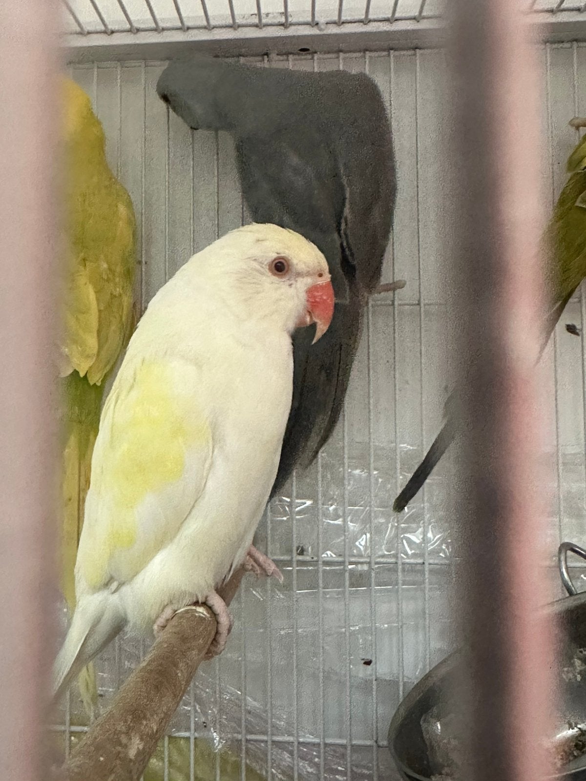 Halsbandparkiet pop, Dieren en Toebehoren, Vrouwelijk, Parkiet, Tam