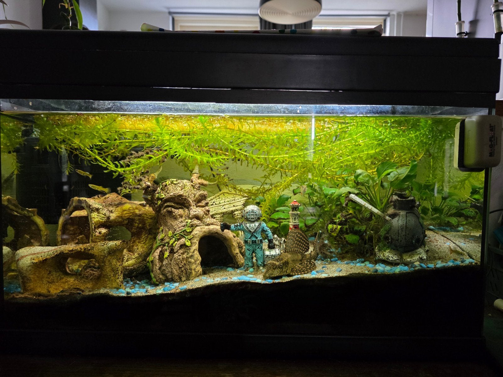 Aquarium met toebehoren 404060cm, Ophalen, Gebruikt, Overige merken, Gevuld zoetwateraquarium