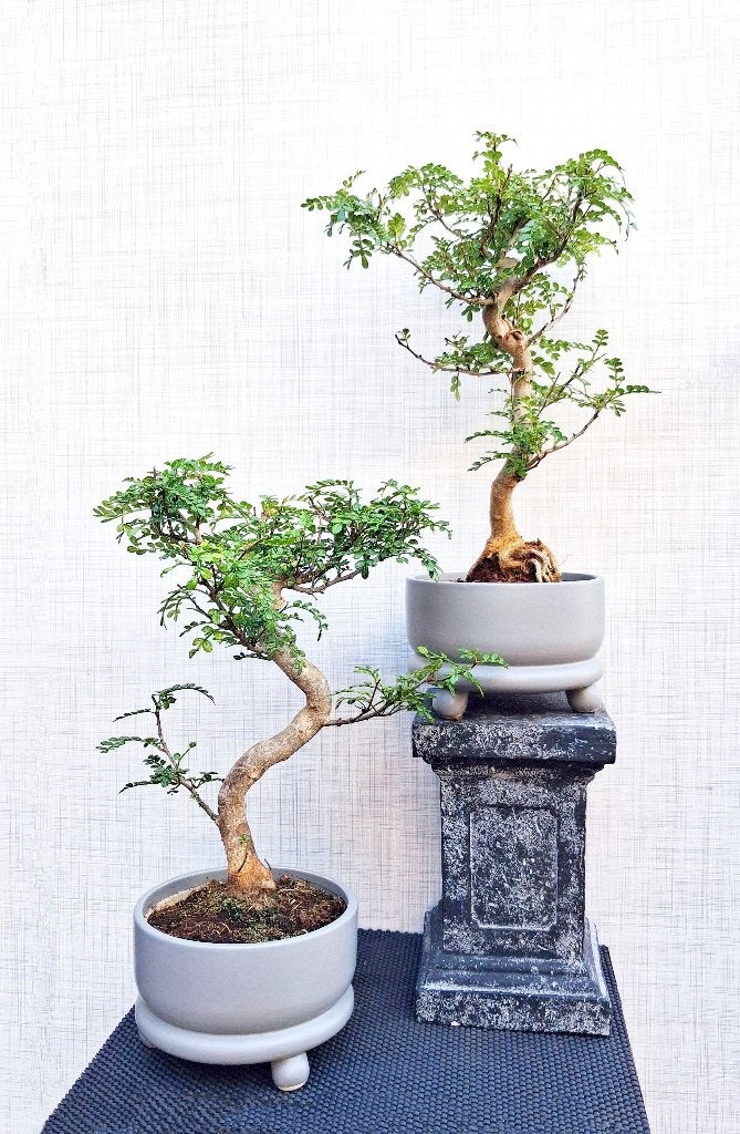 2 Bonsai Chinese Peper- Zanthoxylum Simulans, In pot, Halfschaduw, Lente, Minder dan 100 cm