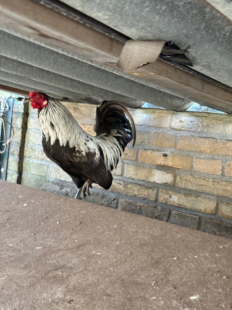 Rustige haan, ideaal voor krielhennen, Dieren en Toebehoren, Mannelijk, Kip