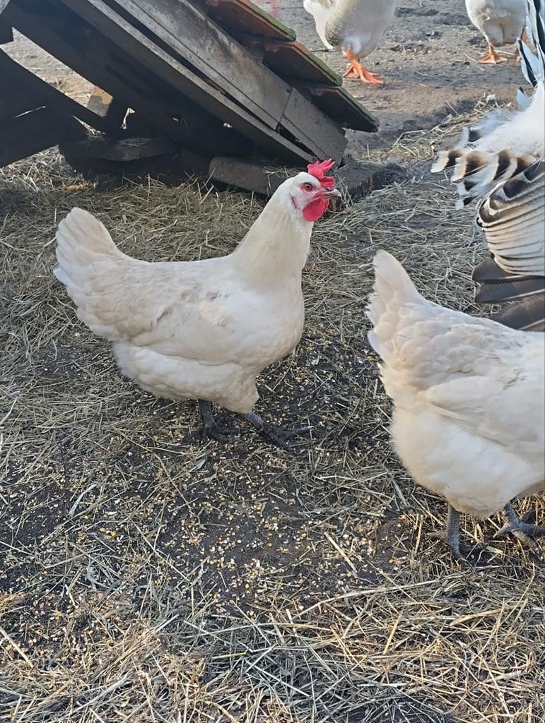 Broedeieren Poule de Bresse, Geslacht onbekend, Kip