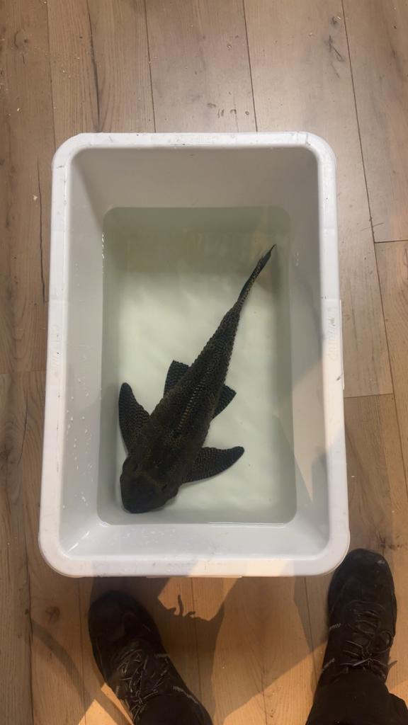 Pleco / algen eter 53 cm!!, Dieren en Toebehoren, Vissen | Aquariumvissen, Vis