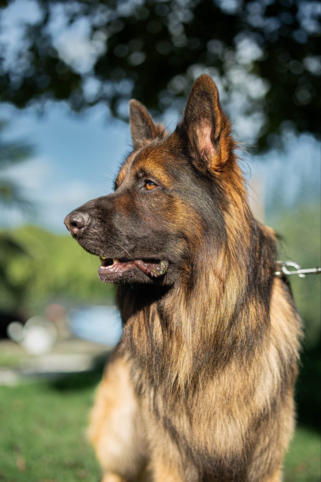 Duitsche herder, Reu, Eén hond, 3 tot 5 jaar, Herder