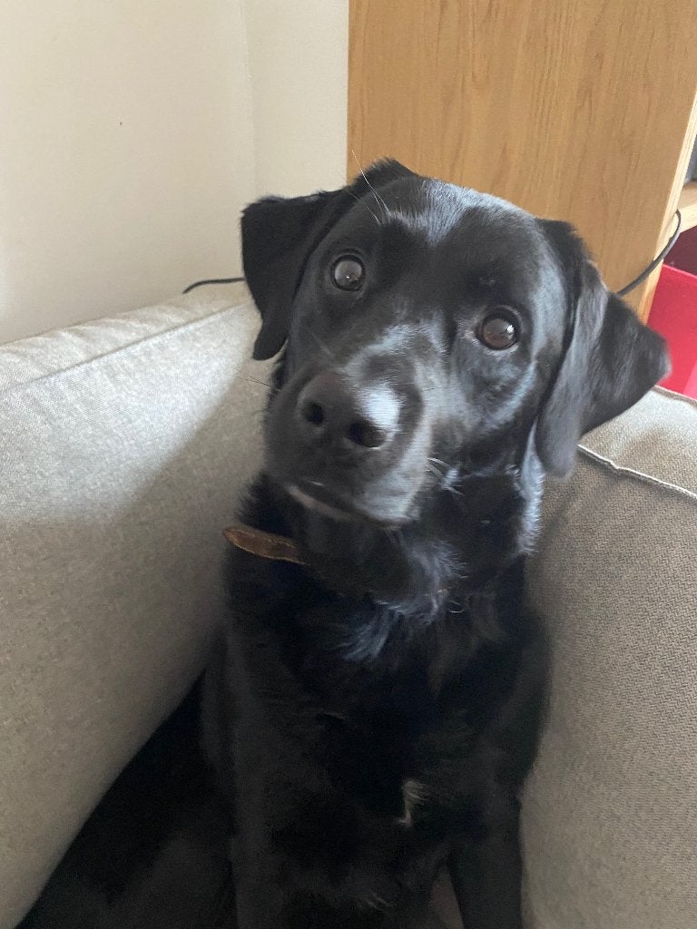 Hond 7 jaar labrador x friese stabij, 6 jaar of ouder, Reu, Eén hond, Middel
