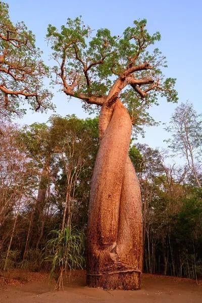 Fony Baobab Adansonia rubrostipa, Huis en Inrichting, Kamerplanten, Ophalen of Verzenden
