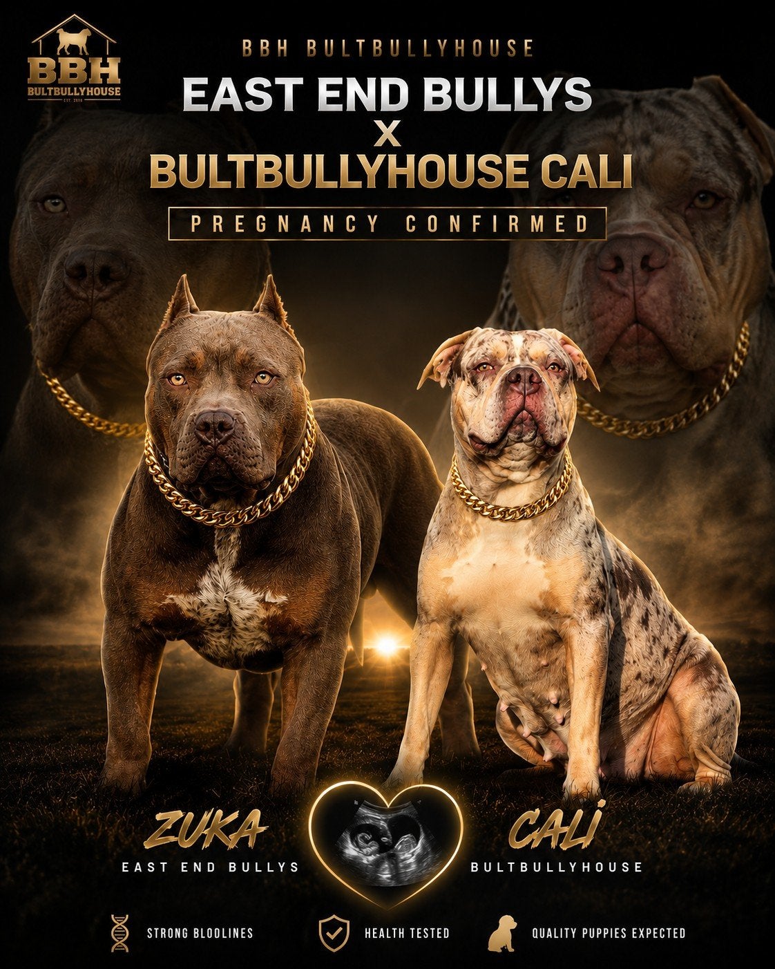 Americanbully xl, Reu, 8 tot 15 weken, Parvo, Bulldog