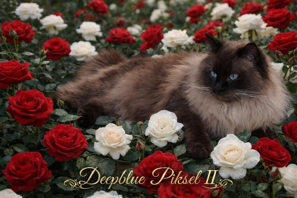 Ragdoll seal point mink dekkater met stamboom, Dieren en Toebehoren, 3 tot 5 jaar