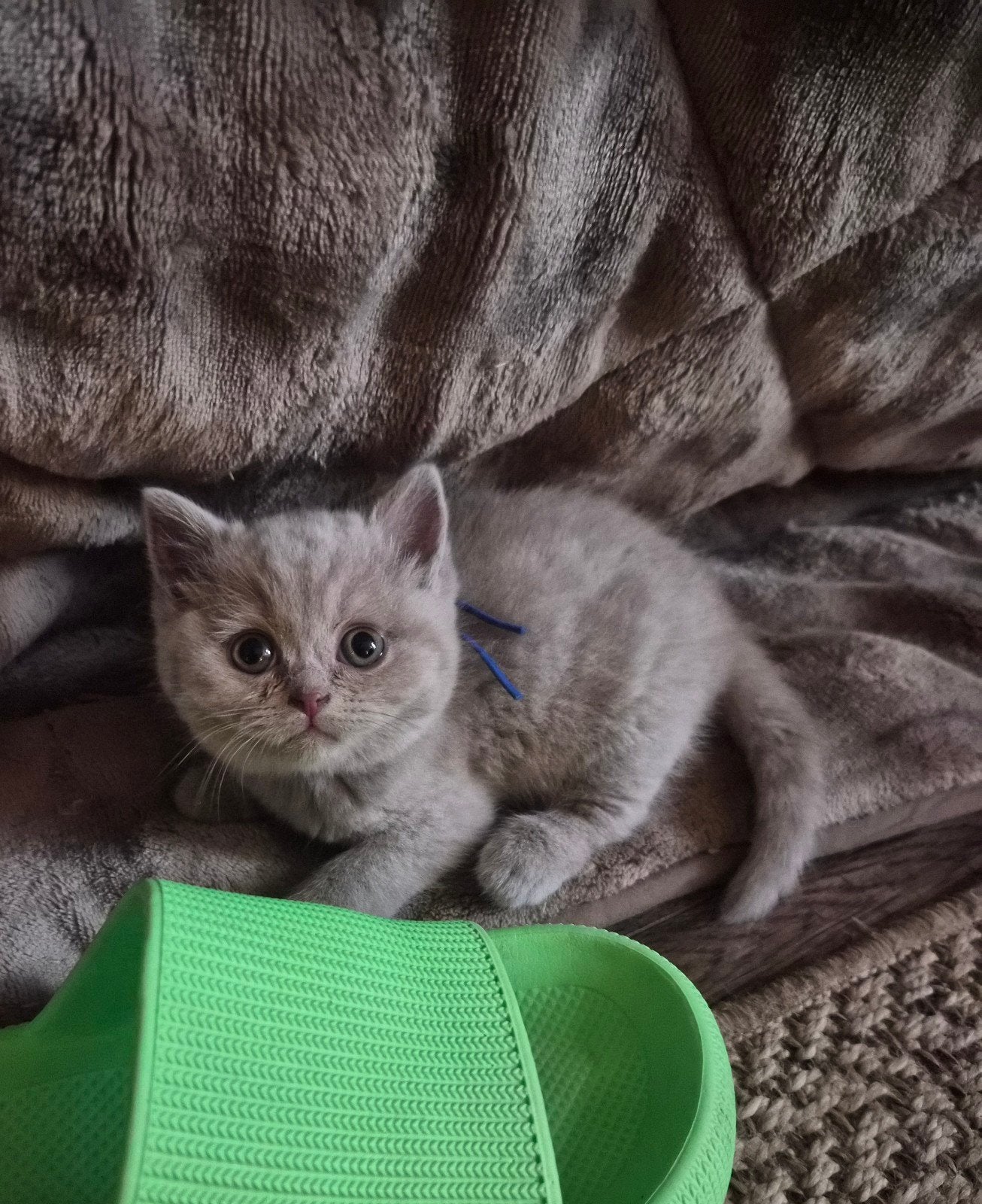 Britsekorthaar kittens, Meerdere dieren