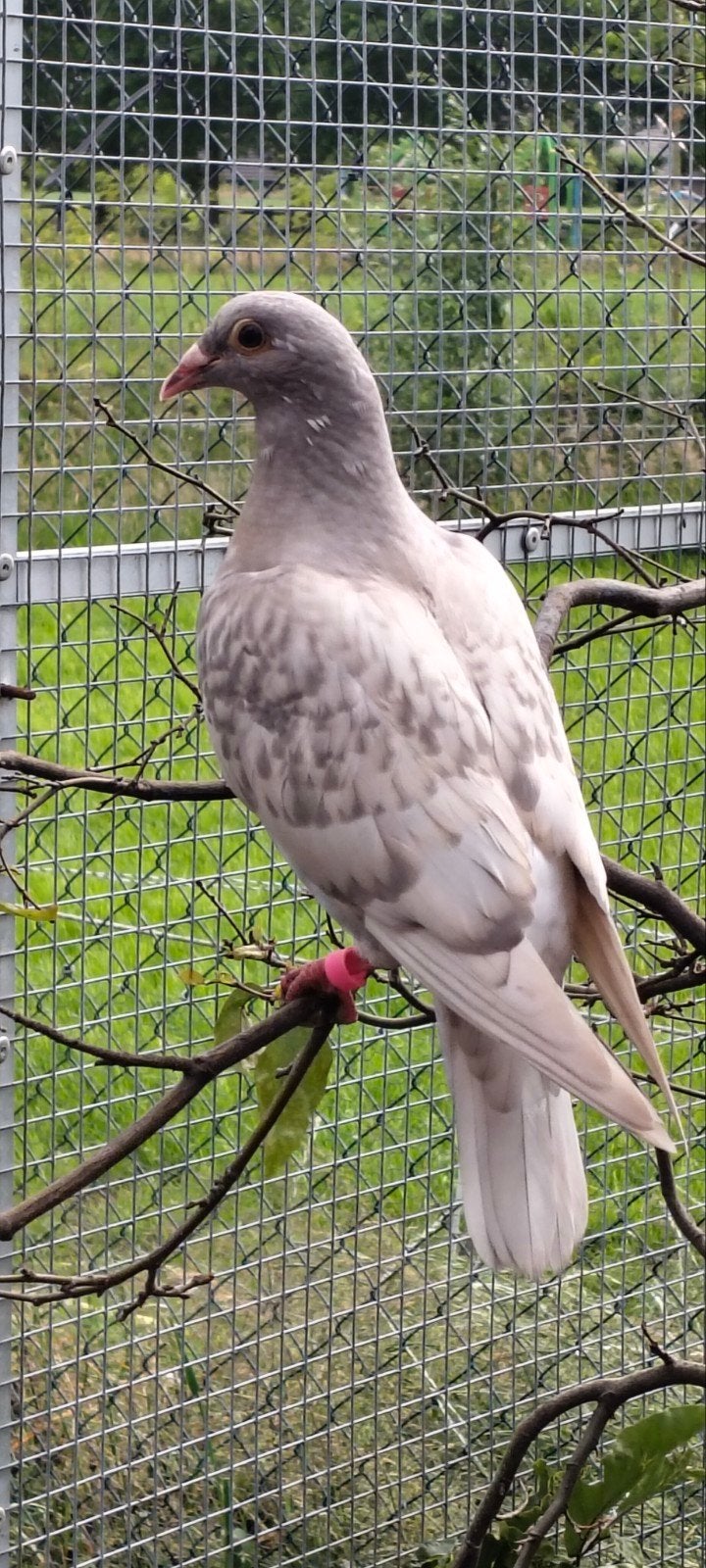 Te ruil kleurpostduif duivin van 2026. Dominant opaal., Dieren en Toebehoren, Vogels | Duiven, Vrouwelijk, Postduif