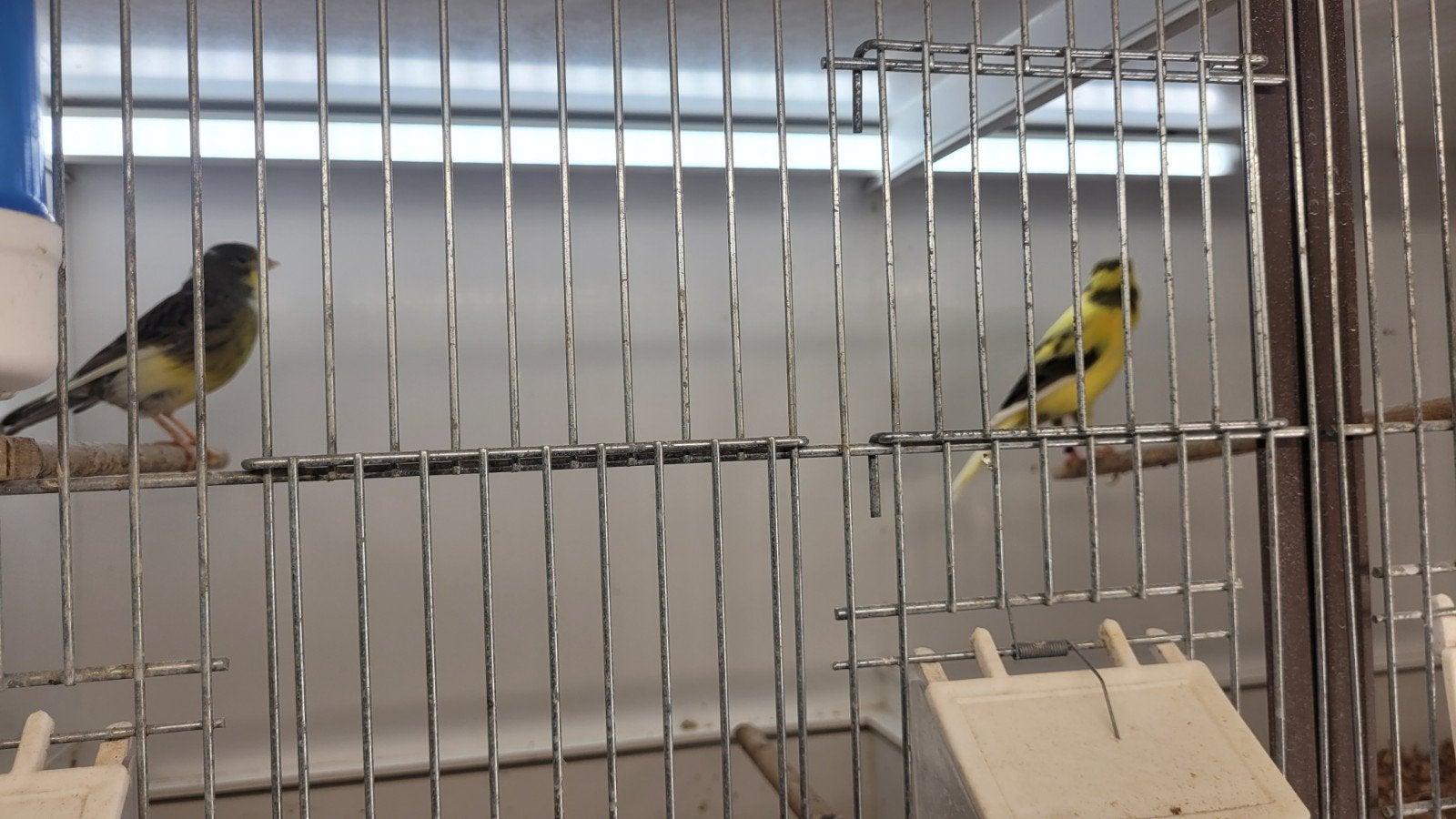 Koppel kanarie bont, Dieren en Toebehoren, Meerdere dieren