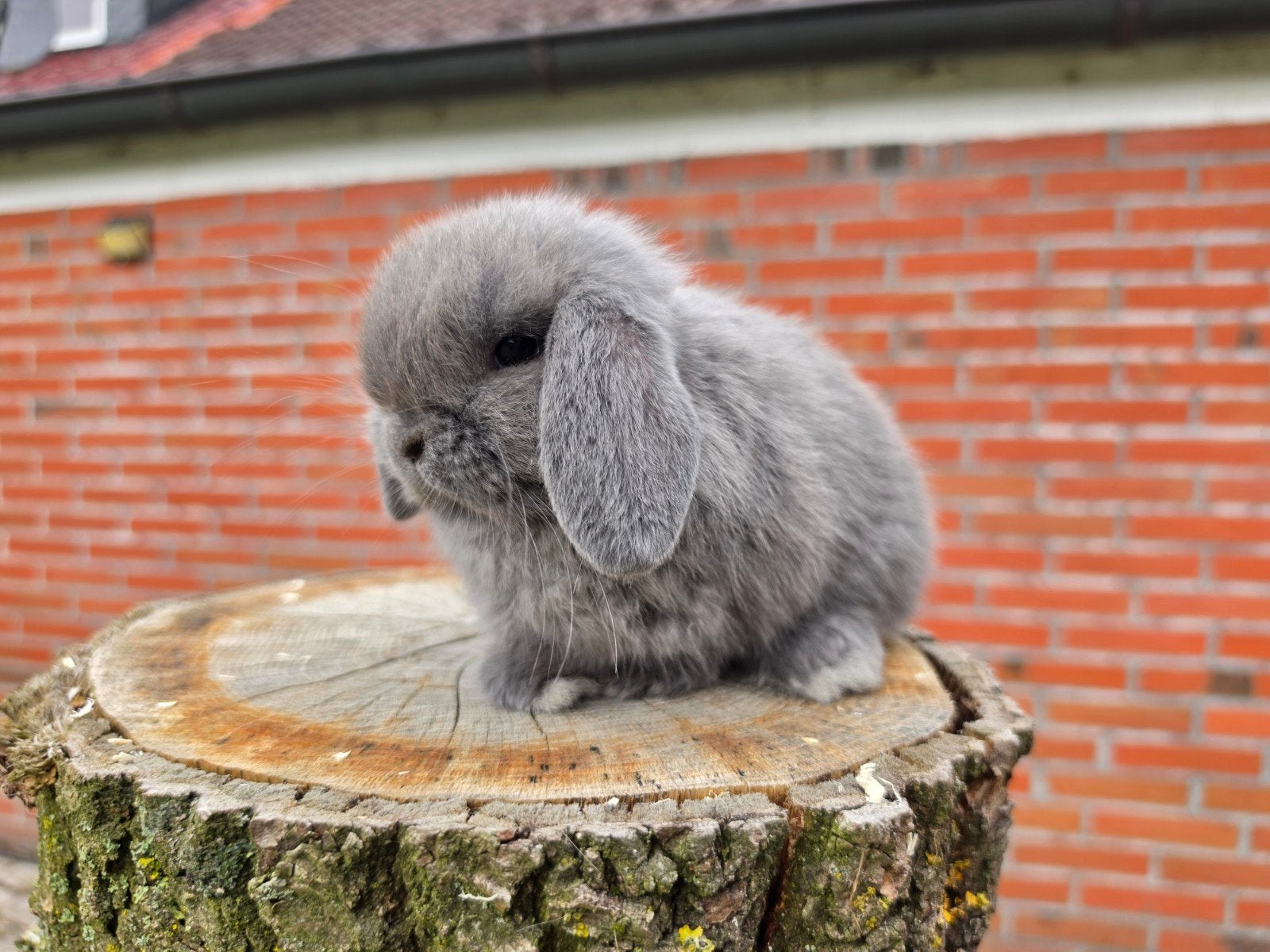 Raszuivere minilop konijntjes, Dieren en Toebehoren, Meerdere dieren, Dwerg, Hangoor, 0 tot 2 jaar