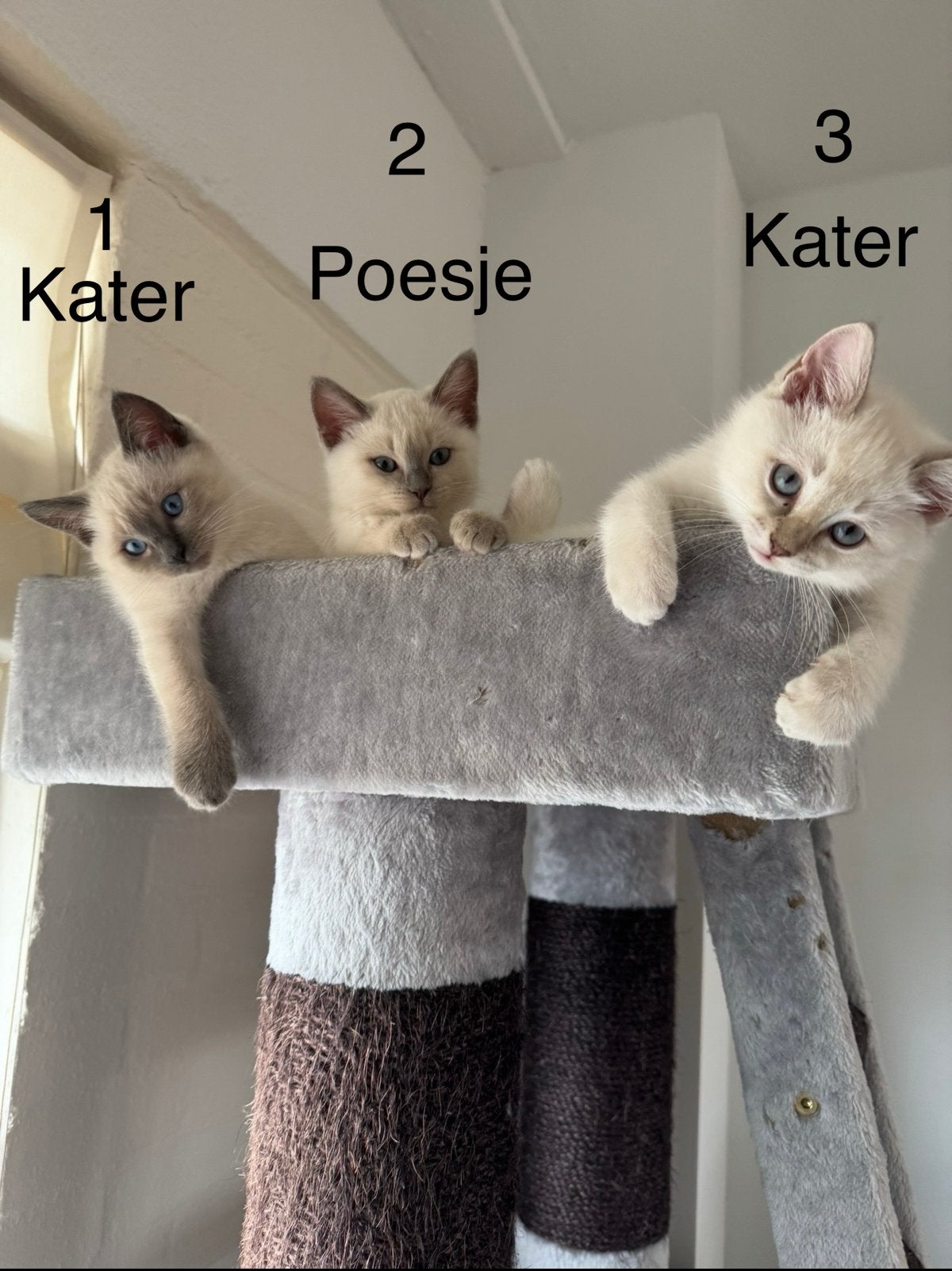 Prachtige Ragdoll kittens zoeken een liefdevol thuis!, Meerdere dieren, Ontwormd, 0 tot 2 jaar
