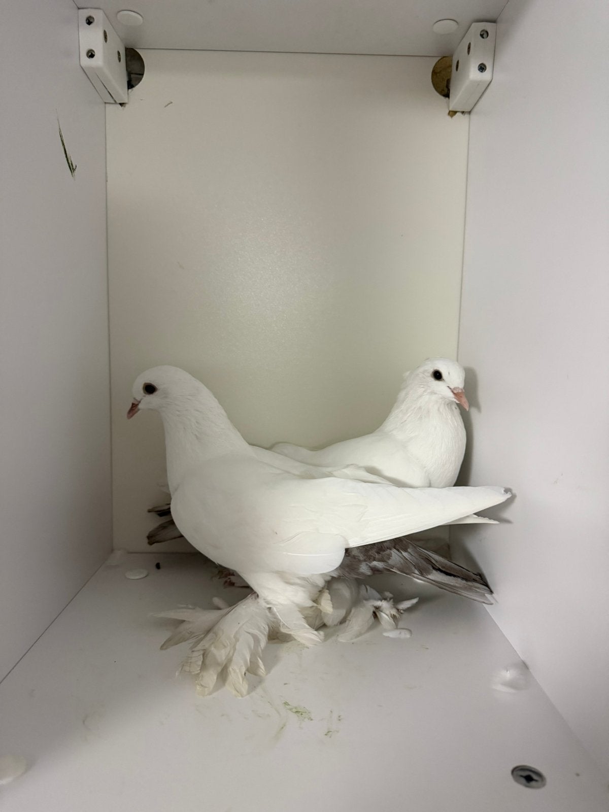 Koppel akelish sierduiven, Meerdere dieren