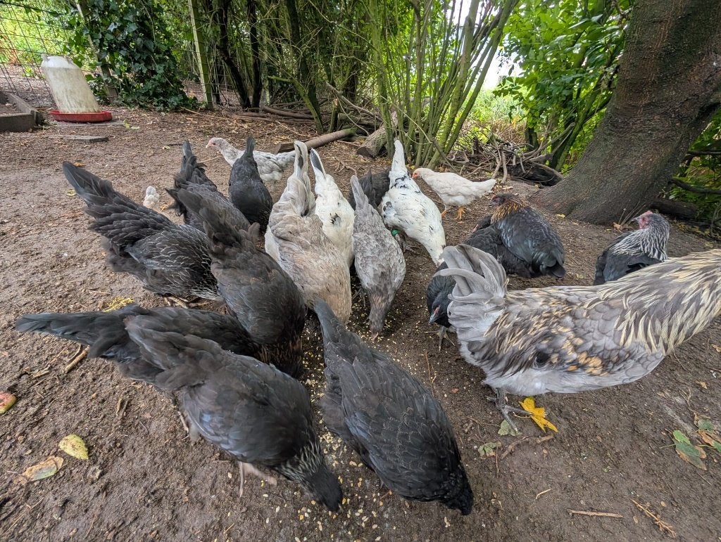 kleurlegger hennen, Dieren en Toebehoren, Pluimvee, Vrouwelijk, Kip