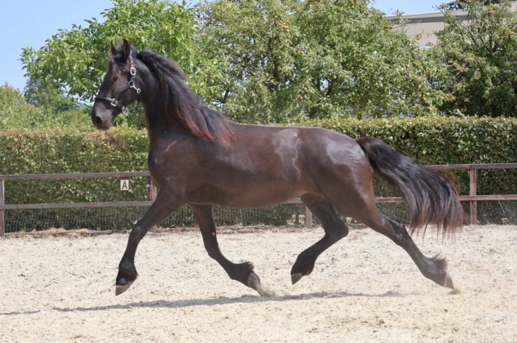 Tweejarige Friese merrie uit top(sport)lijn (v. Gosse 526), Dieren en Toebehoren, Paarden, Merrie, Met stamboom, Dressuurpaard