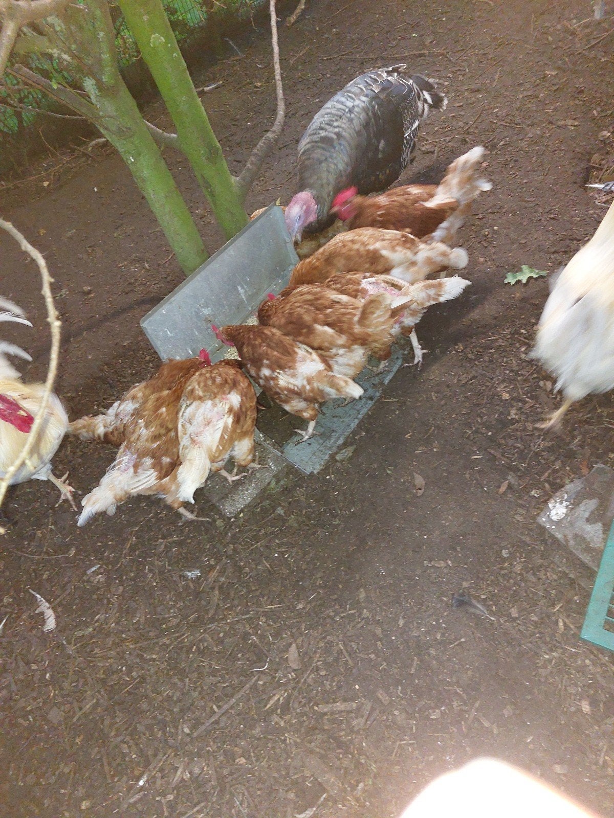 pluimvee  reum een jaar  niet op zondag, Dieren en Toebehoren