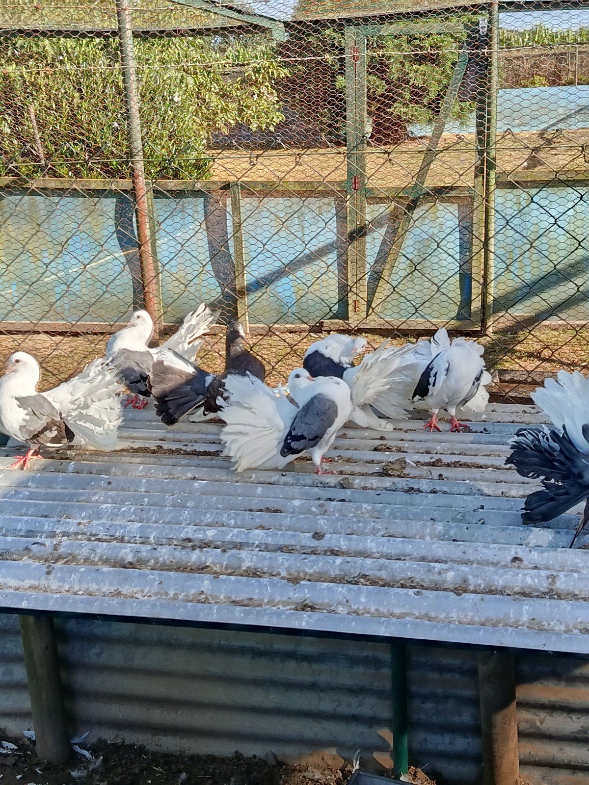 Prachtige Pauwstaartduiven te koop., Meerdere dieren