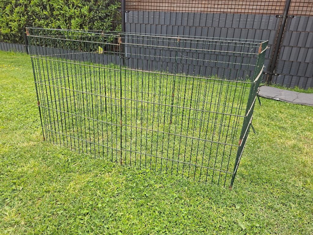 Konijnen ren, Meerdere dieren, Middelgroot, 3 tot 5 jaar