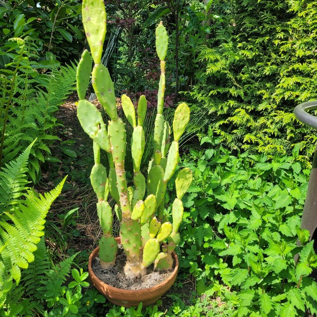 SCHIJF/VIJG CACTUS(OPUNTIA), Ophalen, Cactus, Volle zon, Minder dan 100 cm