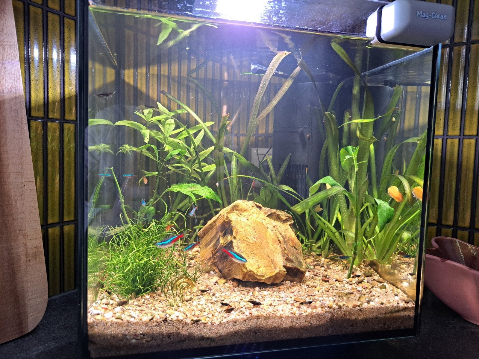 Garnaaltjes mix, Dieren en Toebehoren, Kreeft, Krab of Garnaal, Zoetwatervis