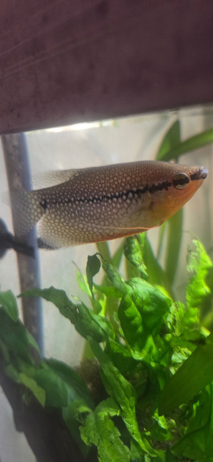 Man en vrouw gourami, Dieren en Toebehoren, Vissen | Aquariumvissen, Vis