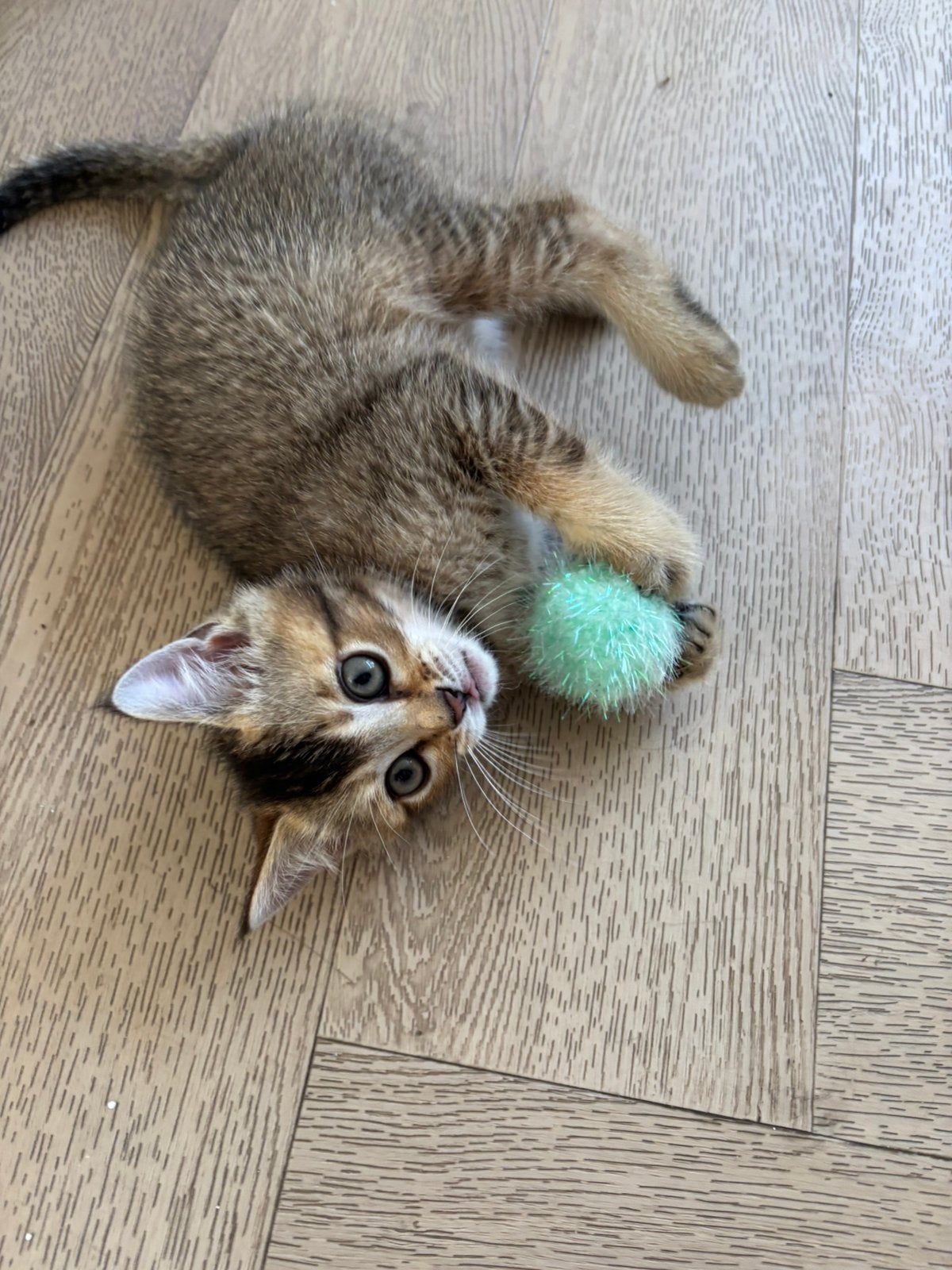 Laatste Bengaal x britskorthaar katertje, Dieren en Toebehoren, Kater, Kortharig, 0 tot 2 jaar