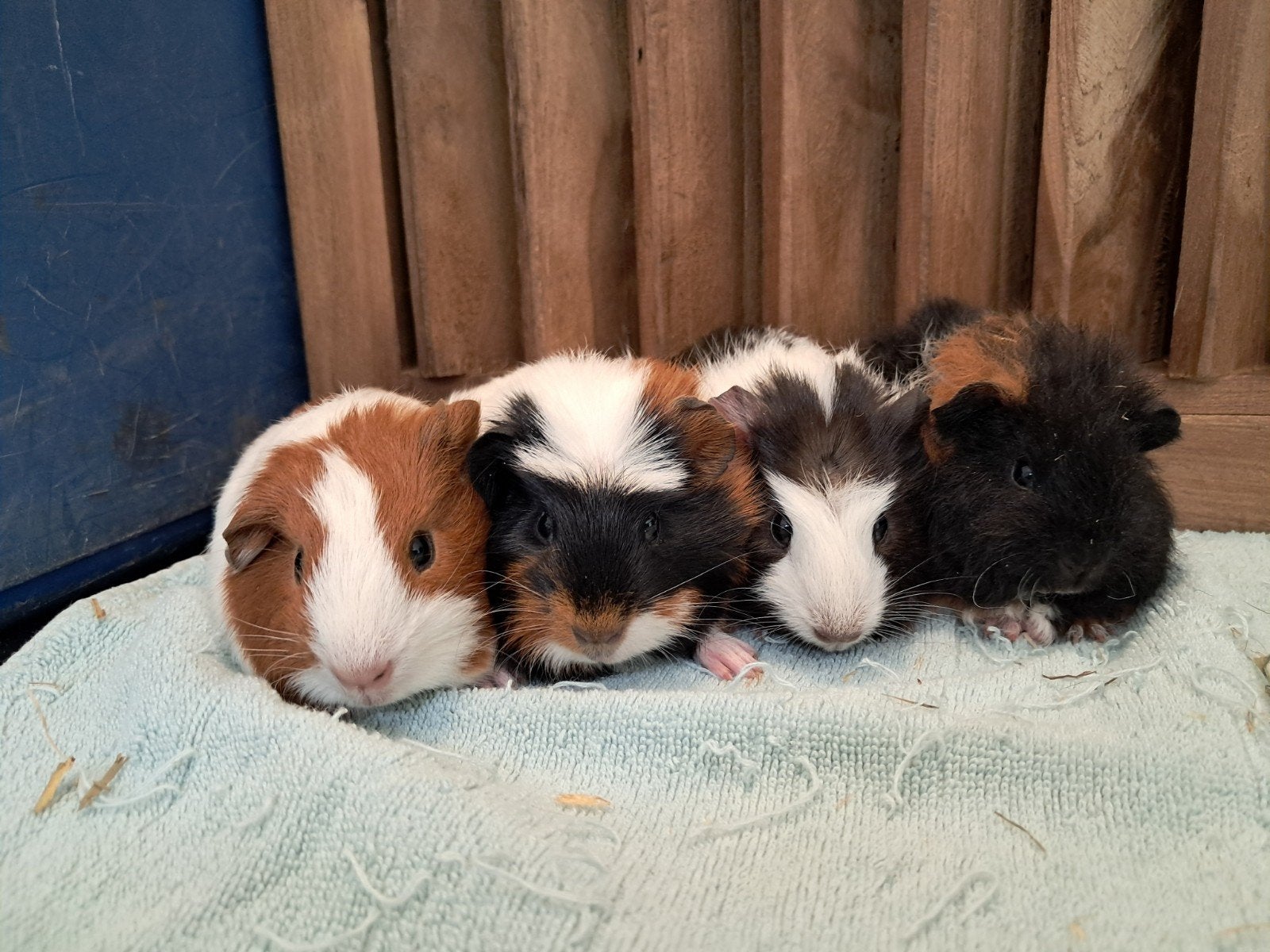 Zeugjes cavia's. Babycaviaatjes te koop. Mogen nest verlaten, Cavia, Juni, Vrouwelijk, Tam
