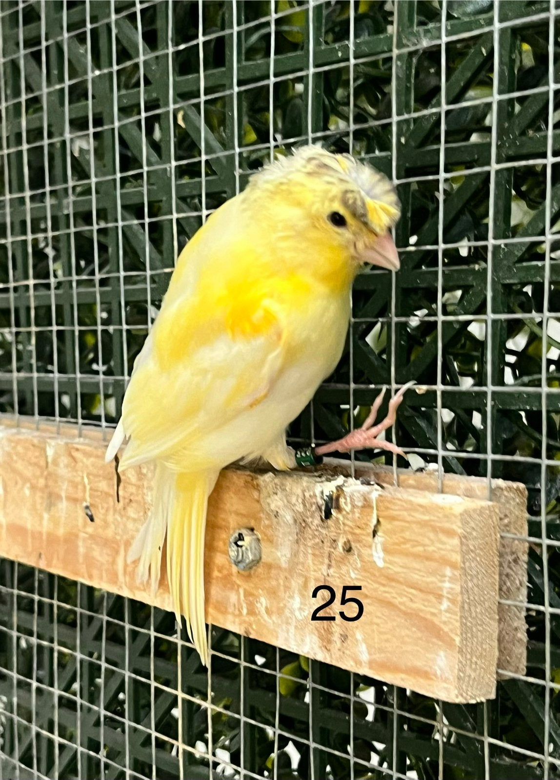 Kanarie pop met kuif, Vrouwelijk, Kleurkanarie