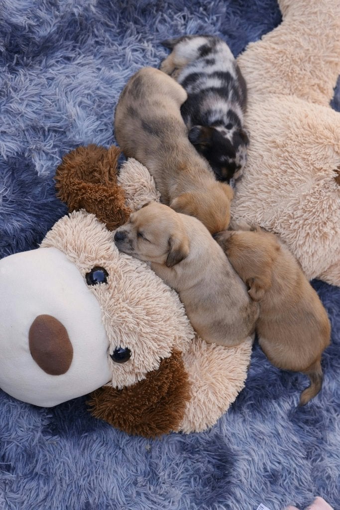 Onze Lola heeft  4  Kleine pups ++++ 2 GERESERVEERD, Reu, CDV (hondenziekte), 8 tot 15 weken, Meerdere