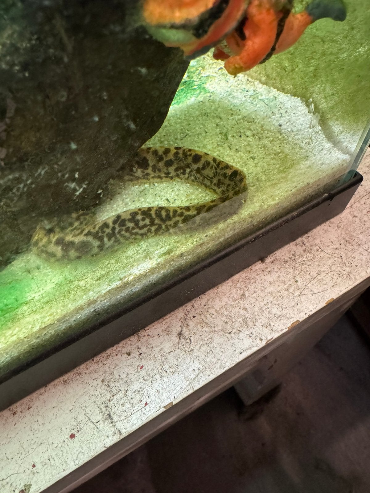 Zoetwater tijgermurene, Dieren en Toebehoren, Vissen | Aquariumvissen, Vis, Zoetwatervis