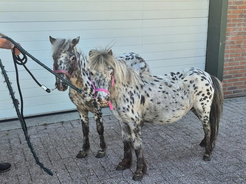 ZEER MOOIE APPALOOSA MERRIES, Dieren en Toebehoren, Merrie, A pony (tot 1.17m), 7 tot 10 jaar