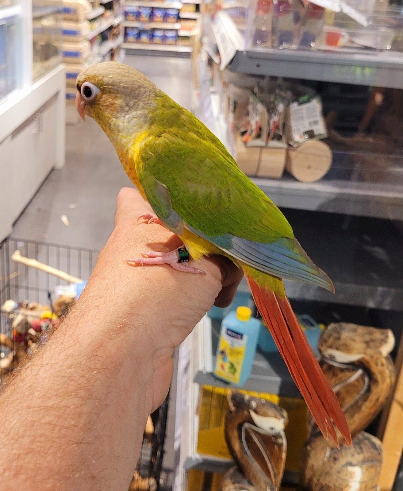 Pyrrhuras super lief en super tam met dna., Meerdere dieren, Tam