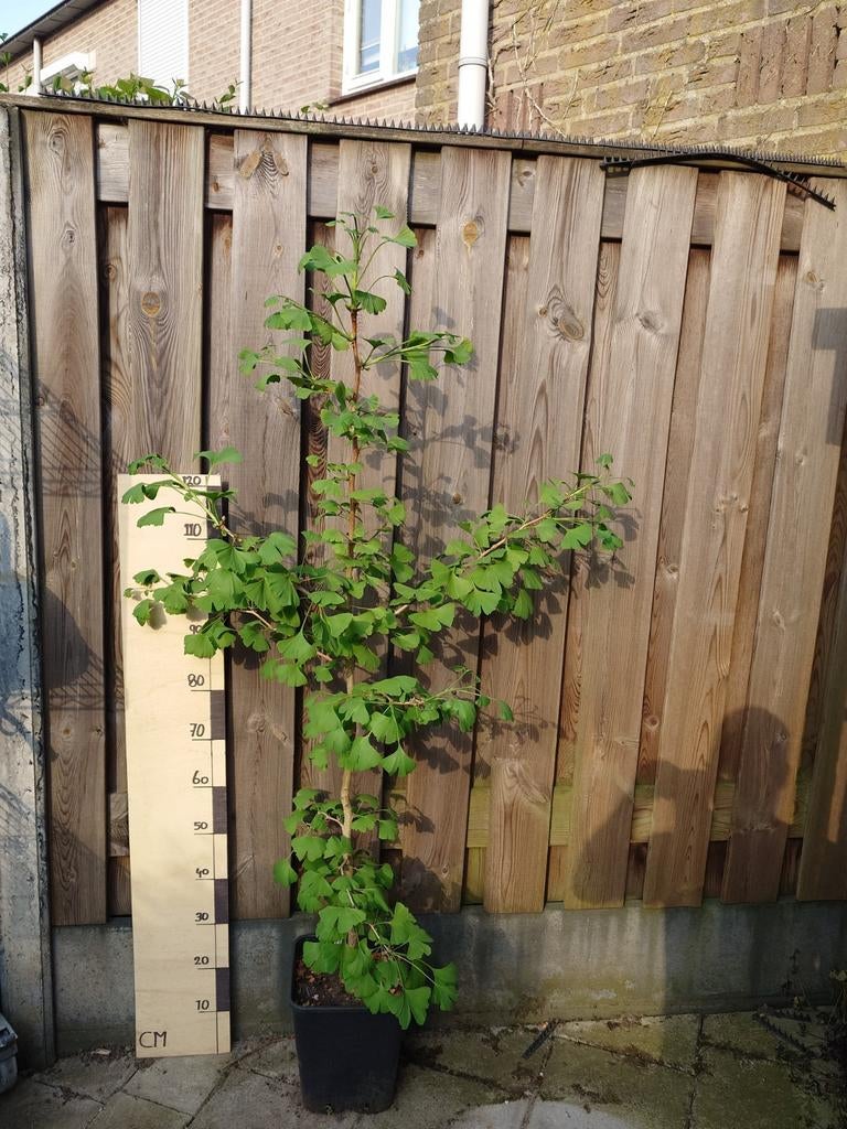 Ginkgo Biloba - Japanse Notenboom - Jonge Boom in Pot, Bloeit niet, Overige soorten, 100 tot 250 cm, Ophalen