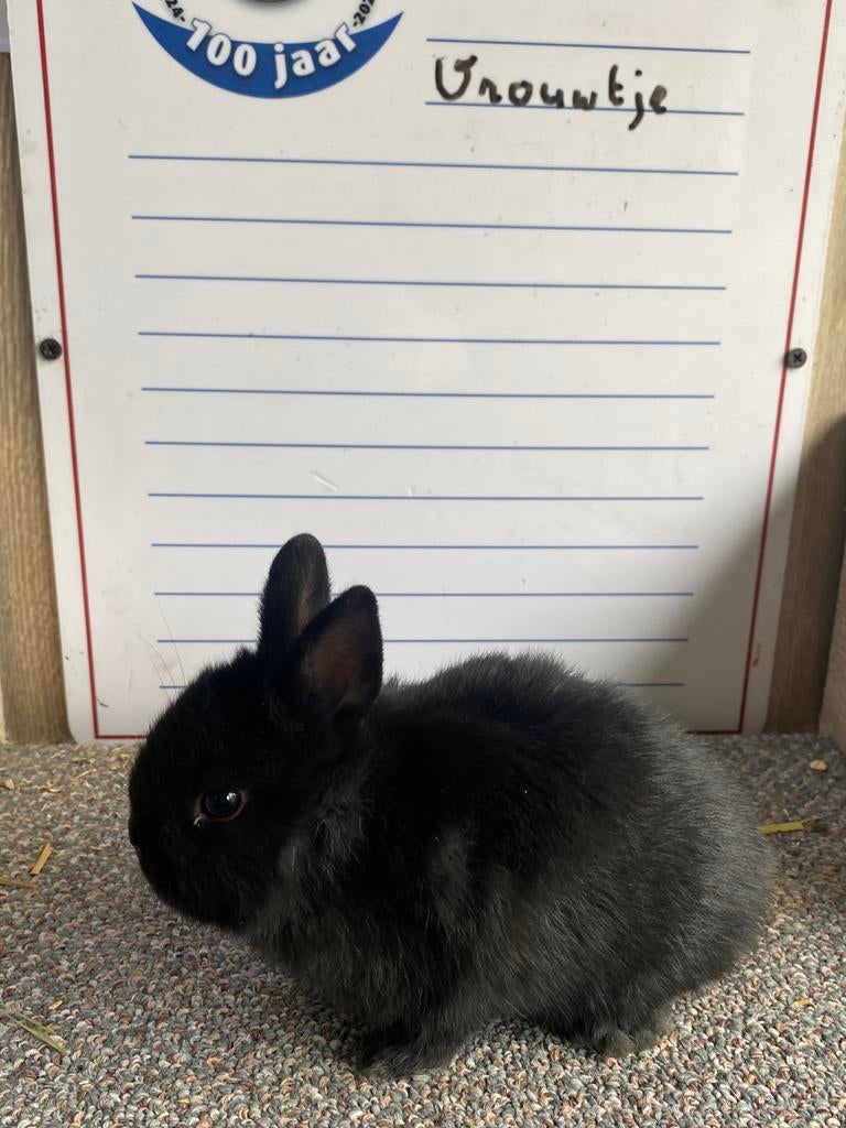 Handtamme Dwergkonijnen, Dieren en Toebehoren, Konijnen, Mannelijk, Groot