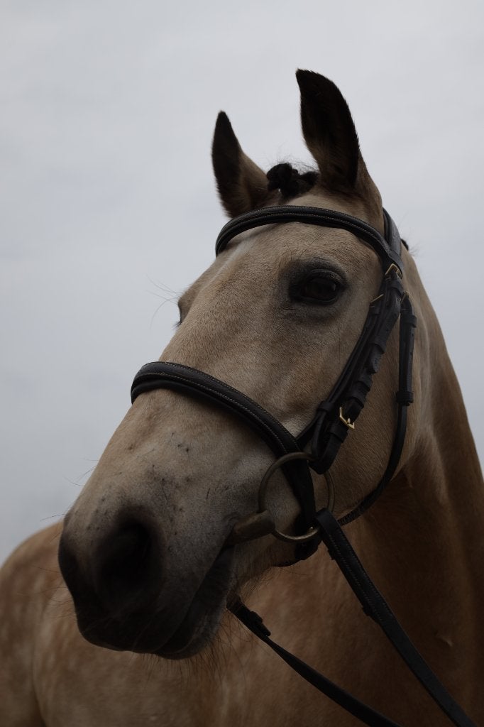 Karaktervolle merrie (12 jr, 1.36m), Dieren en Toebehoren, B, C pony (1.27m tot 1.37m), 11 jaar of ouder, Recreatiepony
